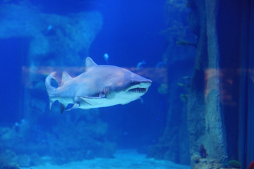 Obraz na płótnie Canvas shark in the pool underwater photo