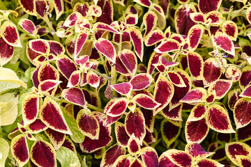 Red coleus 
