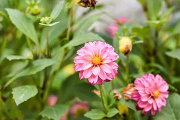 Obraz premium Dahlia 