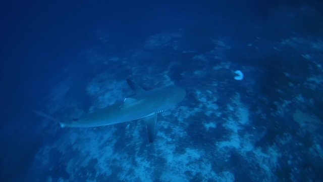 grey reef shark (Carcharhinus amblyrhynchos) swims near coral reef, Indian Ocean, Maldives     
