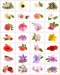 Colorful Floral Collage - Flower Collection.