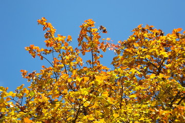 Indian Summer-schön gefärbter Ahornbaum vor stahlblauem himmel
