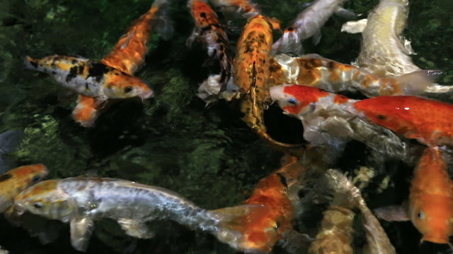 Beautifully decorated artificial pond with Koi.