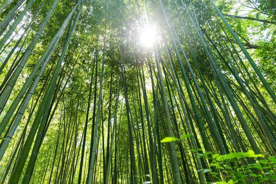Fototapeta High Bamboo forest
