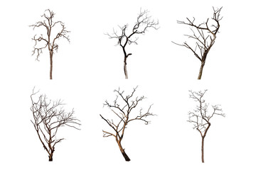 Obraz premium dead tree isolated on white background