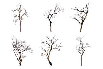 Wandcirkels tuinposter dead tree isolated on white background © Noppasinw