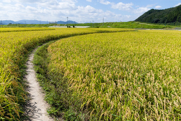 Walkway into green rice field