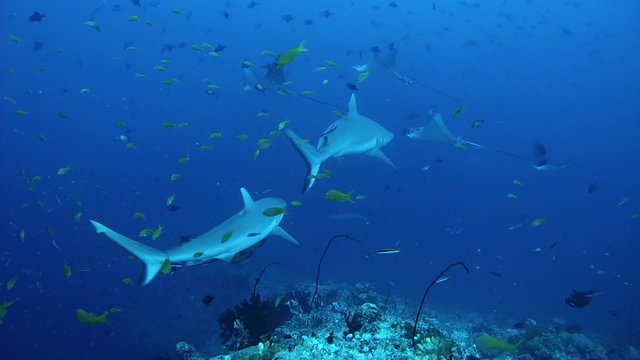 Two grey reef shark (Carcharhinus amblyrhynchos) and school of spotted eagle ray (Aetobatus narinari) swims near coral reef, Indian Ocean, Maldives   
