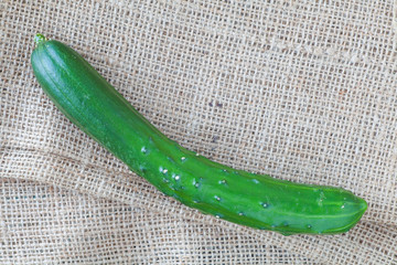 Fresh green cucumber on burlap canvas background