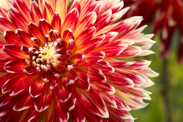 Dahlia closeup