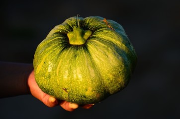 A Green Pumpkin in a Hand