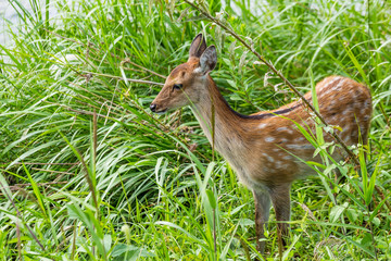 Roe deer in the meadow