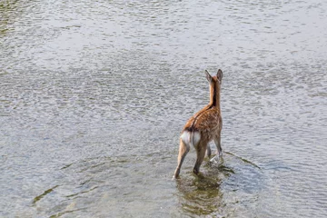 Crédence de cuisine Chevreuil Roe deer walking in the lake  © leungchopan