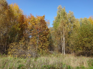 Fototapeta premium Лес с желто-зелеными деревьями в осенний солнечный день