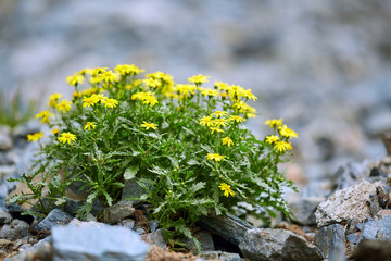 Obraz premium Mountain flowers