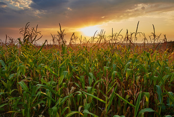 Corn field at sunset