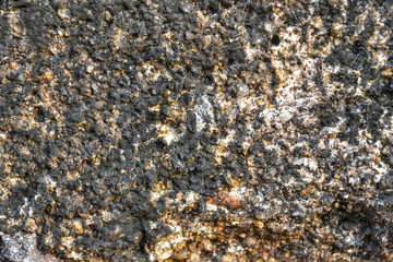 Texture of grey wall with mold and lichen