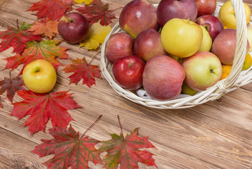 autumn apples and maple leaf