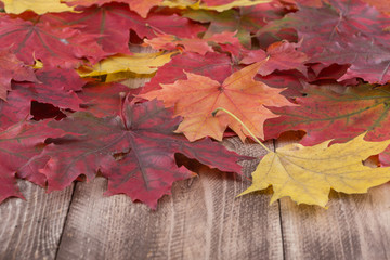 Naklejka na ściany i meble beautiful leaf fallen from a maple