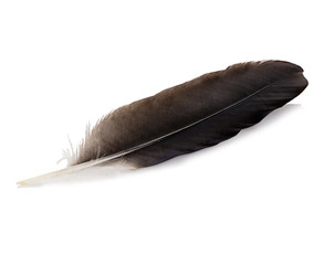 Feather pen isolated on white background