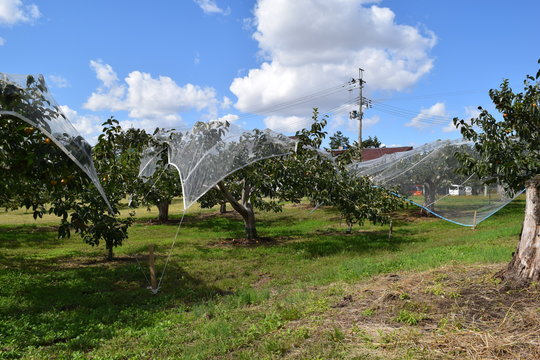 防虫ネットを掛けた柿の木／山形県の庄内地方で、すっぽりと防虫ネットを掛けた柿の木の風景を撮影した写真です。