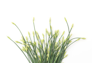Chinese chives