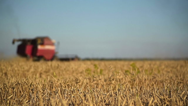 Combine Harvester harvesting in a field of wheat. 60fps
