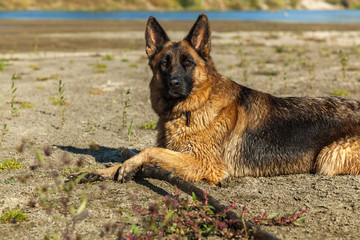 german shepherd, man's best friend, favorite, pet, guard dog, sh
