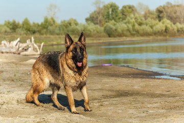 german shepherd, man's best friend, favorite, pet, guard dog, sh