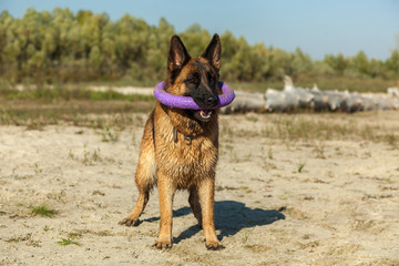 german shepherd, man's best friend, favorite, pet, guard dog, sh