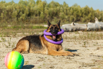 german shepherd, man's best friend, favorite, pet, guard dog, sh