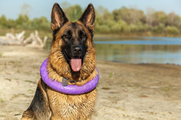 german shepherd, man's best friend, favorite, pet, guard dog, sh