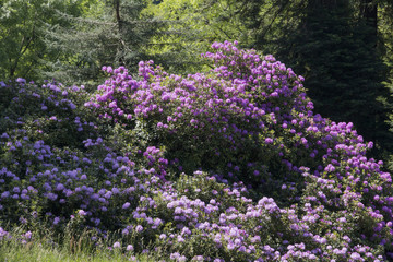 rhododendron flower