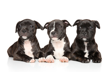 Staffordshire bull terrier puppies lying down