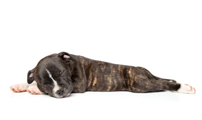 Staffordshire bull terrier puppy