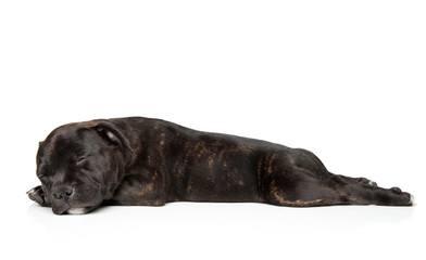 Staffordshire bull terrier puppy