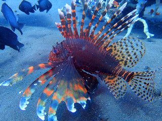 orange lion fish