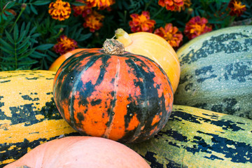Pumpkins and marigolds
