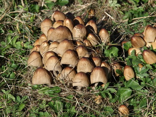 nahaufnahme-schwammerln-herbstpilze im Gras