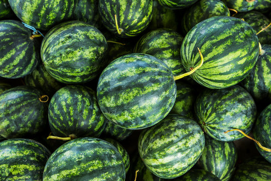 close up green watermelon for agriculture produce