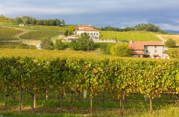 Fototapeta na wymiar Country Landscape with Vineyard in the Foreground