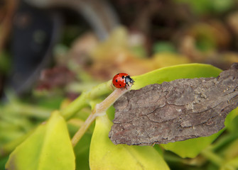 Lady Bug on Green Leaf