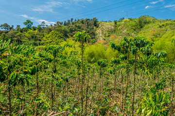 Fototapeta na wymiar Coffee farm in Manizales, Colombia