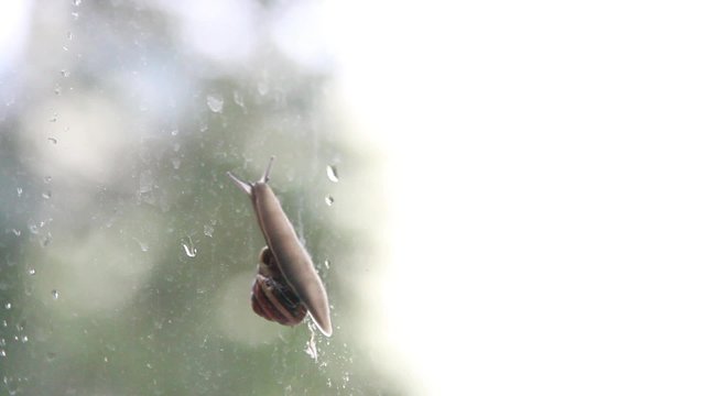 Schnecke l&auml;uft am Fenster lang 