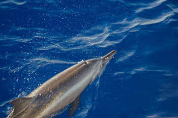 Delfin in Malediven