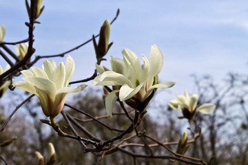 blooming white magnolia flowers in spring garden closeup