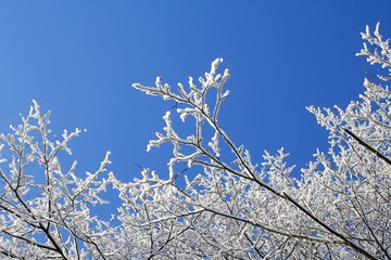 the branches of a tree in the snow