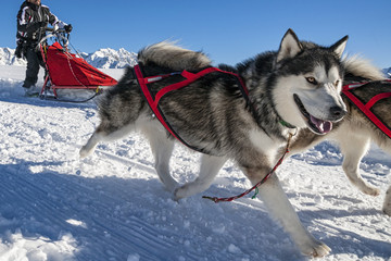 Sled dog