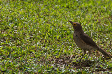 Dove in the grass