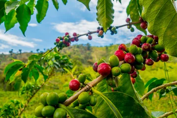 Fototapeten Coffee farm in Manizales, Colombia © Fotos 593